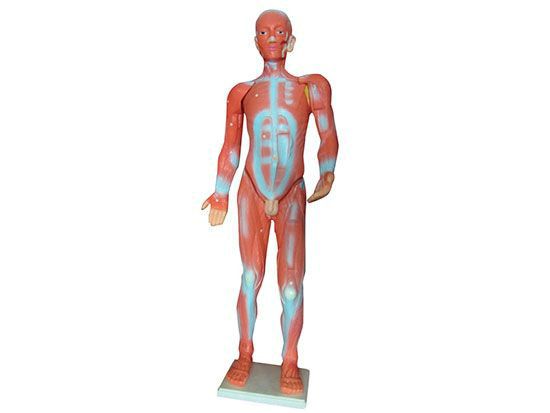 人體肌肉模型.jpg